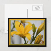 Gelbe Lilien Postkarte (Vorne/Hinten)