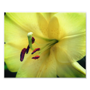 Gelbe Lily-Blume Nah 8x10 Fotodruck