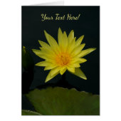 Gelbe Lotus-Wasserlilie (Vorne)