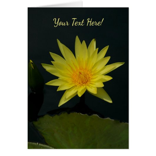 Gelbe Lotus-Wasserlilie (Vorne)