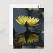 Gelbe Lotus Wasserlilie Postkarte (Vorne/Hinten)