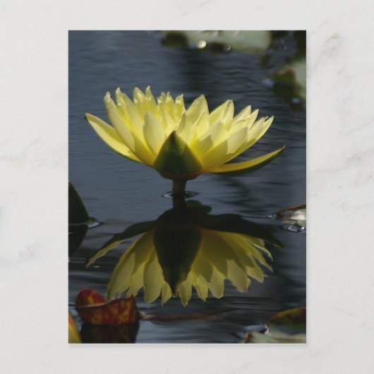 Gelbe Lotus Wasserlilie Postkarte (Vorderseite)