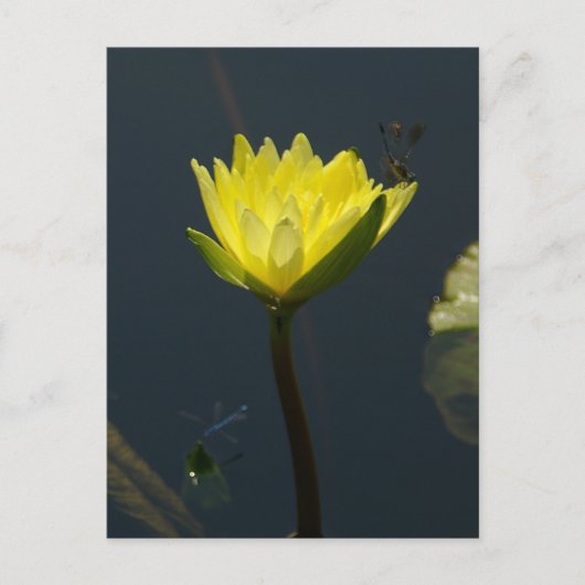 Gelbe Lotus Wasserlilie Postkarte (Vorderseite)