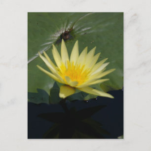 Gelbe Lotus Wasserlilie Postkarte