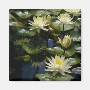 Gelbe Lotus-Wasserlilien-Magnet Magnet