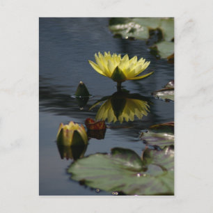 Gelbe Lotus Wasserlilien Postkarte