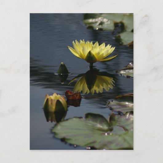 Gelbe Lotus Wasserlilien Postkarte (Vorderseite)