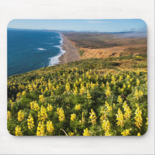 Gelbe Lupine oberhalb des Point Reyes-Strandes bei Mousepad