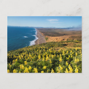 Gelbe Lupine oberhalb des Point Reyes-Strandes bei Postkarte