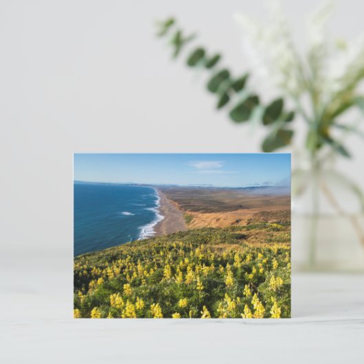 Gelbe Lupine über Point Reyes Beach an Point Postkarte (Stehend Vorderseite)