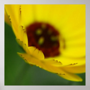 Gelbe Mariglod Blume Petals Makro Abstrakt Poster