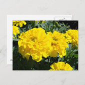Gelbe Marigold-Blume Postkarte (Vorne/Hinten)