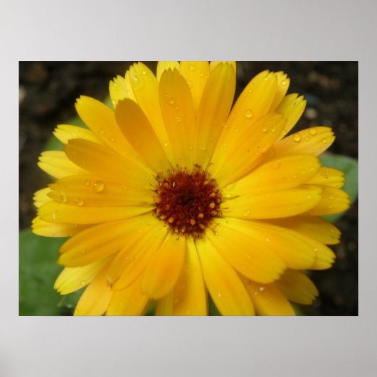 Gelbe Marigold Macro Print Poster (Vorne)