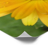 Gelbe Marigold Macro Print Poster (Ecke)