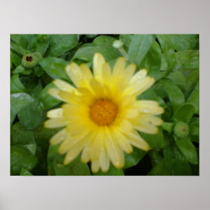 Gelbe Marigold Print Poster