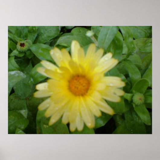 Gelbe Marigold Print Poster (Vorne)