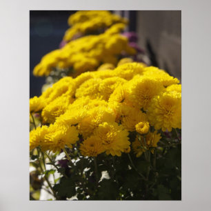 Gelbe Marigoldbrache Poster