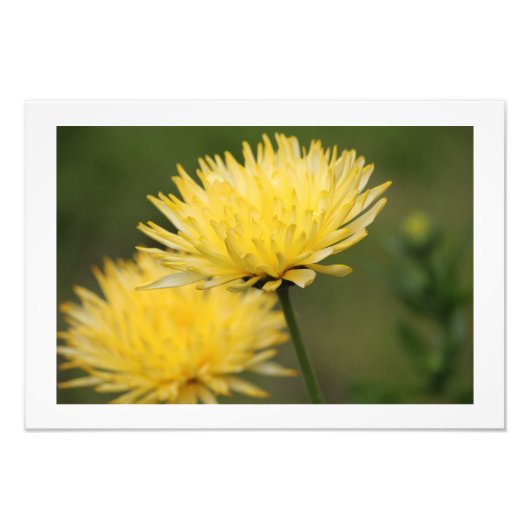 Gelbe Mäuse Fotodruck (Vorne)