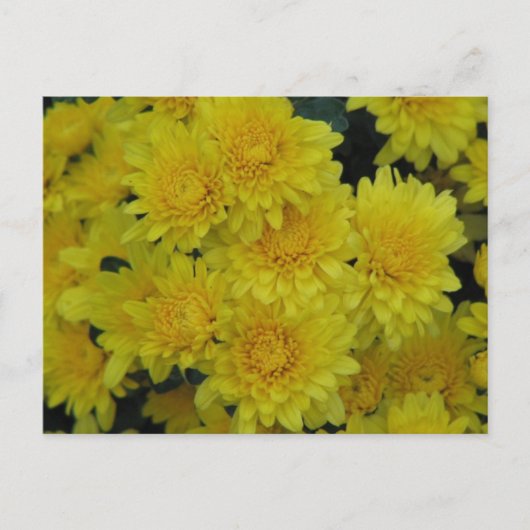 Gelbe Mäuse Postkarte (Vorderseite)