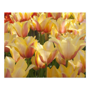 Gelbe mehrfarbige Tulpen 20" x 16" Foto-Druck Fotodruck