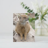 Gelbe Mönche Postkarte (Stehend Vorderseite)