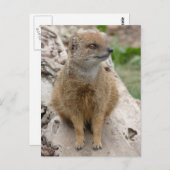 Gelbe Mönche Postkarte (Vorne/Hinten)