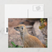 Gelbe Mongolose Postkarte (Vorne/Hinten)