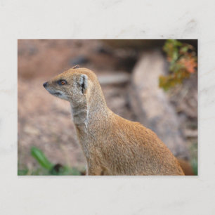 Gelbe Mongolose Postkarte