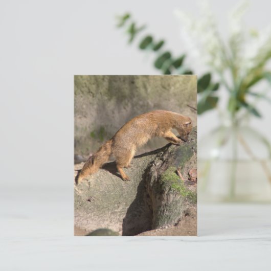 Gelbe Mongolose Postkarte (Stehend Vorderseite)