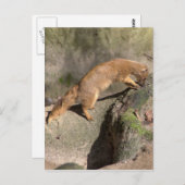 Gelbe Mongolose Postkarte (Vorne/Hinten)