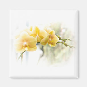 Gelbe Moth Orchid im Sonnenschein Magnet