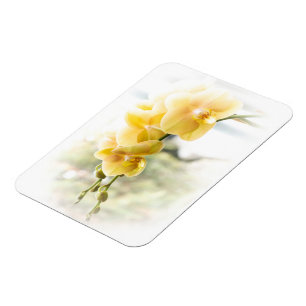 Gelbe Moth Orchid im Sonnenschein Magnet