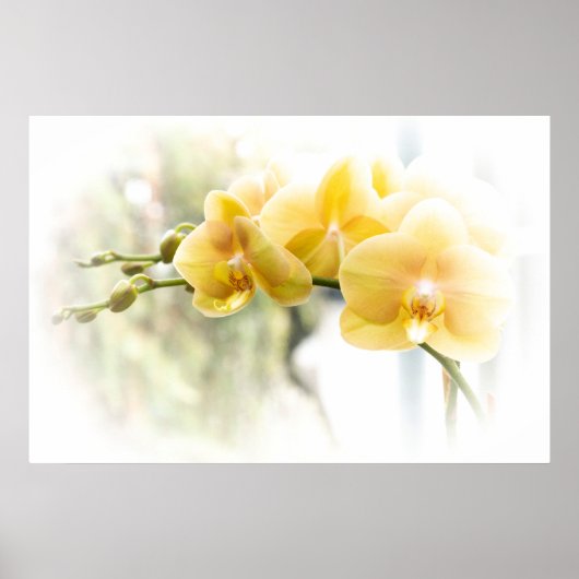 Gelbe Moth Orchid im Sonnenschein Poster (Vorne)