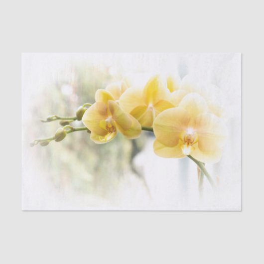 Gelbe Motten-Orchidee im Sonnenschein Seidenpapier (Vorderseite)