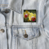 Gelbe Motten-Orchideen - Phalaenopsis Button (Beispiel)