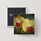 Gelbe Motten-Orchideen - Phalaenopsis Button (Vorne & Hinten)