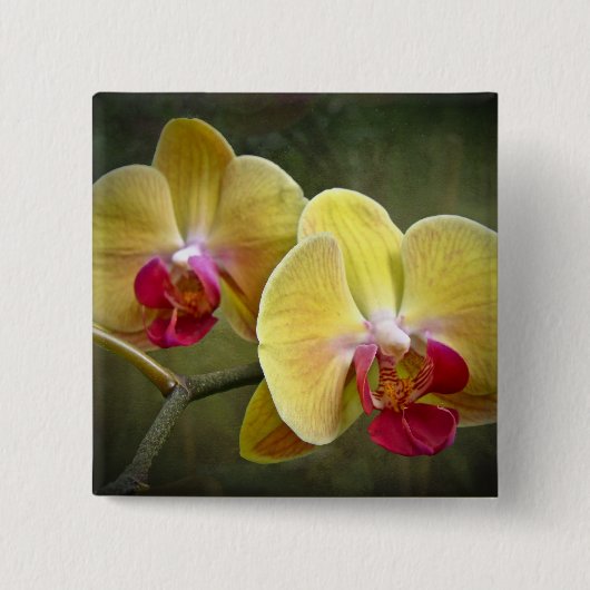 Gelbe Motten-Orchideen - Phalaenopsis Button (Vorderseite)