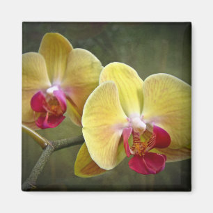 Gelbe Motten-Orchideen - Phalaenopsis Magnet