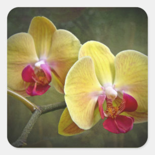 Gelbe Motten-Orchideen - Phalaenopsis Quadratischer Aufkleber