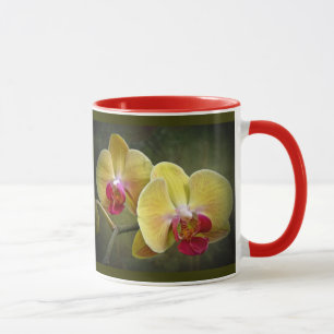 Gelbe Motten-Orchideen - Phalaenopsis Tasse