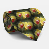 Gelbe Mottenorchien - Phalaenopsis Krawatte (Gerollt)