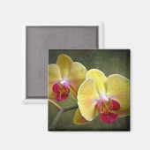 Gelbe Mottenorchien - Phalaenopsis Magnet (Vorderseite/Rückseite)