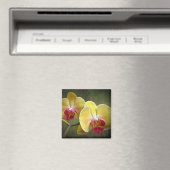 Gelbe Mottenorchien - Phalaenopsis Magnet (In Situ (Geschirrspüler))