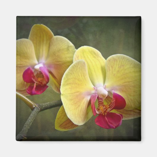 Gelbe Mottenorchien - Phalaenopsis Magnet (Vorne)