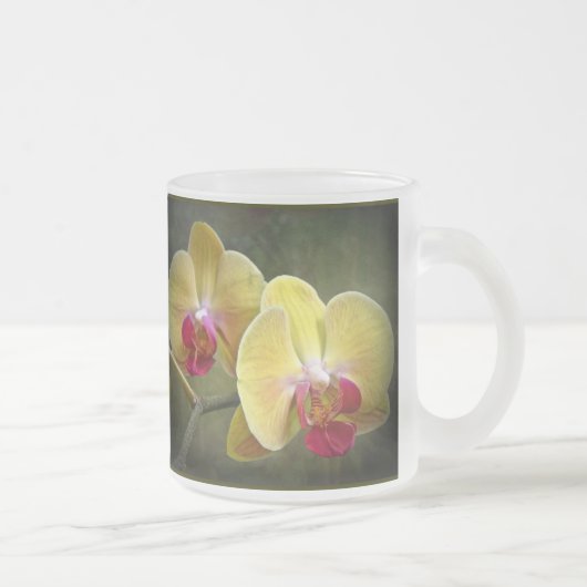 Gelbe Mottenorchien - Phalaenopsis Mattglastasse (Rechts)
