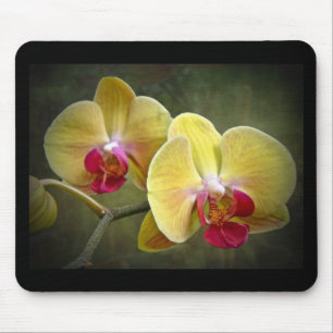 Gelbe Mottenorchien - Phalaenopsis Mousepad