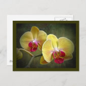 Gelbe Mottenorchien - Phalaenopsis Postkarte (Vorne/Hinten)