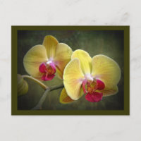 Gelbe Mottenorchien - Phalaenopsis