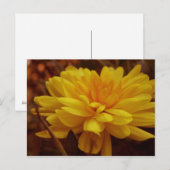 Gelbe Mücke Postkarte (Vorne/Hinten)