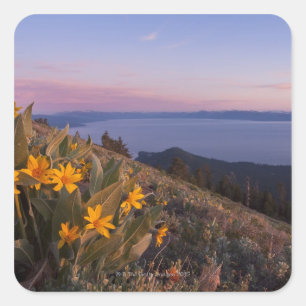 Gelbe Mules OhrBlume bei Sonnenuntergang Quadratischer Aufkleber